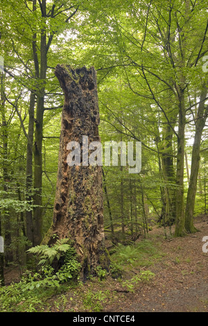 dead remains of a tree broken of high above the forest ground, Germany, Rhineland-Palatinate Stock Photo