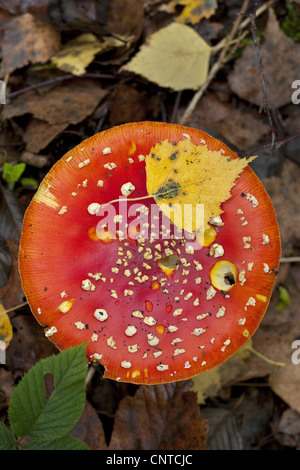 fly agaric (Amanita muscaria var. muscaria), from above, Germany, North Rhine-Westphalia Stock Photo