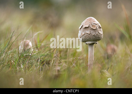 parasol (Macrolepiota procera, Lepiotia procera), young oarasol in a meadow, Germany, Rhineland-Palatinate Stock Photo