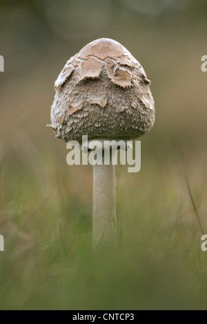 parasol (Macrolepiota procera, Lepiotia procera), young oarasol in a meadow, Germany, Rhineland-Palatinate Stock Photo