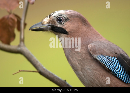 jay (Garrulus glandarius), half-length portait with the typical bright blue colouration of the wings, Germany, Rhineland-Palatinate Stock Photo