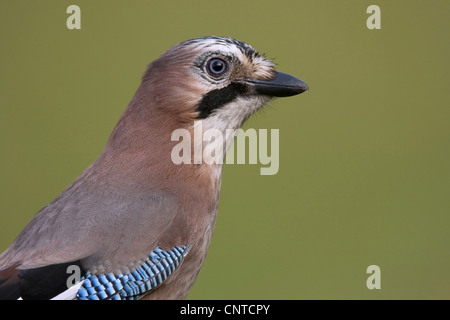 jay (Garrulus glandarius), half-length portait with the typical bright blue colouration of the wings, Germany, Rhineland-Palatinate Stock Photo