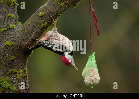 middle spotted woodpecker (Picoides medius, Dendrocopos medius), hanging upside down from a mossy tree stretching out for a bird feeder fixed at a branch, Germany, Rhineland-Palatinate Stock Photo