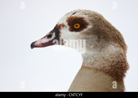 Egyptian goose (Alopochen aegyptiacus), portrait, Germany, Hesse Stock Photo