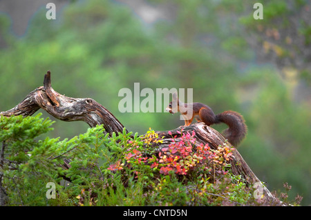 European red squirrel, Eurasian red squirrel (Sciurus vulgaris), sitting erectly with an acorn in the mouth, Norway, Nord-Trondelag Stock Photo