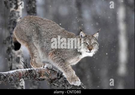 Eurasian lynx (Lynx lynx), adult male in winter birch forest, Norway Stock Photo