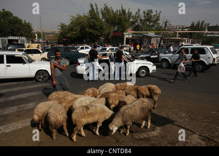 Street vendor sells sheep for animal sacrifices during a local festival in Nork Marash district in Yerevan, Armenia. Stock Photo