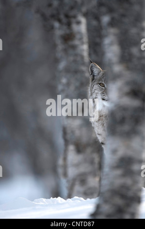 Eurasian lynx (Lynx lynx), adult female peering out from behind tree in winter birch forest, Norway Stock Photo