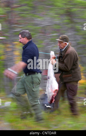 two hunters walking through forest with meat in the hands of an animal hunted down and butchered, Norway, Nord-Trondelag, Flatanger Stock Photo