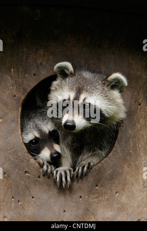 Front View Racoon Two raccoons front view Stock Photo - Alamy