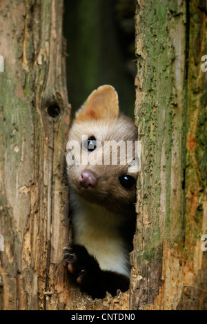 beech marten, stone marten (Martes foina), stone marten looking out of a tree hole, Germany, North Rhine-Westphalia, Sauerland Stock Photo