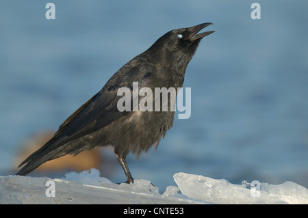 carrion crow (Corvus corone), adult one ice yelling, Germany, Saxony Stock Photo