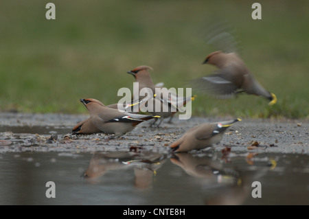 Bohemian waxwing (Bombycilla garrulus), adult drinking, Germany, Brandenburg Stock Photo