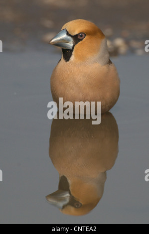 hawfinch (Coccothraustes coccothraustes), male drinking from a puddle, Germany, Brandenburg Stock Photo