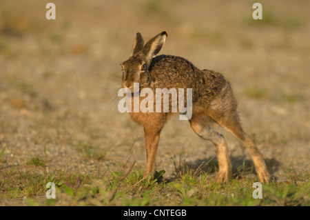European hare (Lepus europaeus), stretching, Germany, Brandenburg Stock Photo