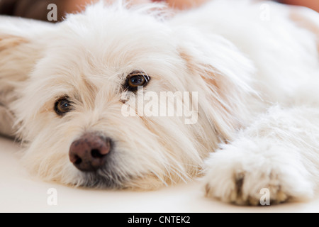 Close up of dogs face Stock Photo