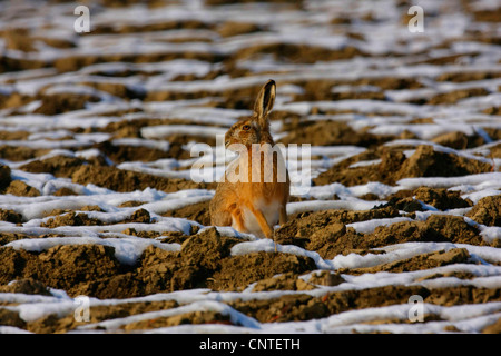 European hare (Lepus europaeus), on a winter field, Germany Stock Photo