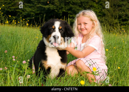 Bernese Mountain Dog (Canis lupus f. familiaris), girl with dog in meadow Stock Photo
