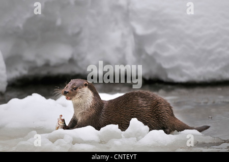 European river otter, European Otter, Eurasian Otter (Lutra lutra), eating fish in front of snowy brook in winter, Germany Stock Photo