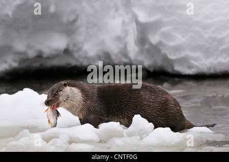 European river otter, European Otter, Eurasian Otter (Lutra lutra), eating fish in front of snowy brook in winter, Germany Stock Photo