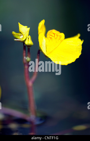 western bladderwort (Utricularia australis), flower, Germany Stock Photo