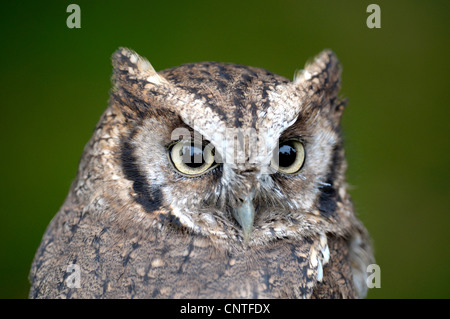 Tropical Screech-owl (Megascops choliba), portrait, Germany Stock Photo