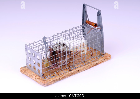 house mouse (Mus musculus), in a mousetrap Stock Photo