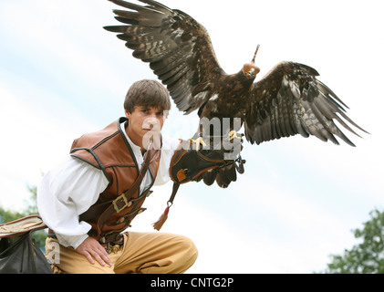golden eagle (Aquila chrysaetos), falconer with eagle on the arm, Germany, Saxony Stock Photo