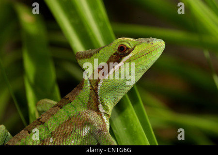 Eastern Casquehead Iguana - portrait / Laemanctus longipes Stock Photo ...