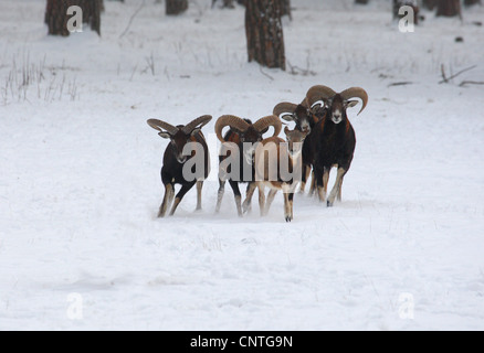 Mouflon (Ovis musimon, Ovis gmelini musimon, Ovis orientalis musimon), group in winter, Germany Stock Photo