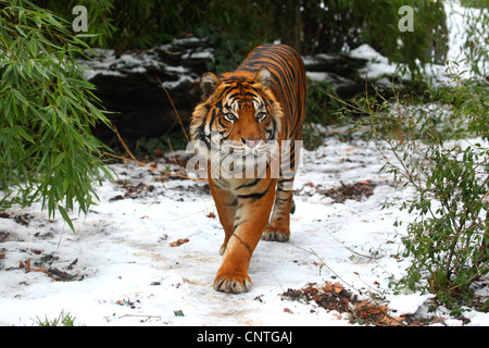 Sumatran tiger (Panthera tigris sumatrae), between bamboo in winter