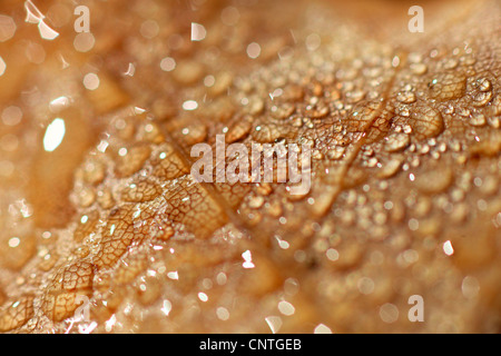maple (Acer spec.), water drops on a maple leaf Stock Photo
