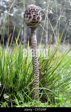 parasol (Macrolepiota procera, Lepiotia procera), young individual, Germany Stock Photo