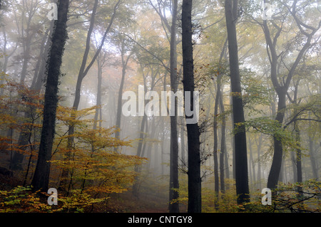 common beech (Fagus sylvatica), autumn forest in fog, Germany Stock Photo
