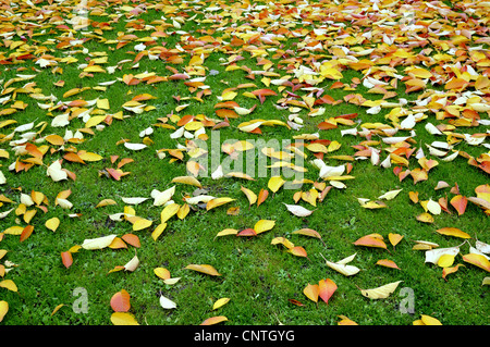 autumn leaves in a meadow, Germany Stock Photo
