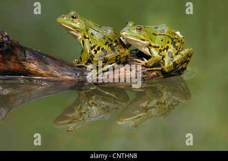 European edible frog, common edible frog (Rana kl. esculenta, Rana esculenta), two individuals on a root in water, Switzerland