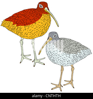 Eurasian Curlew, bird.  illustration. Stock Photo