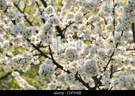 hawthorn, white thorn, hawthorns (Crataegus spec.), blooming, Germany, North Rhine-Westphalia Stock Photo