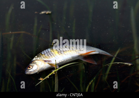 dead fish on a water surface, Germany, North Rhine-Westphalia Stock Photo