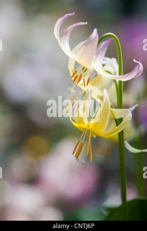 Erythronium Joanna flowers . Trout lily flowering Stock Photo