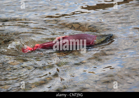sockeye salmon, sockeye, kokanee, blue back (Oncorhynchus nerka), swimming upstream to the spawning ground through shallow water, USA, Alaska, Kodiak Island Stock Photo