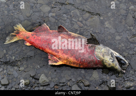 sockeye salmon, sockeye, kokanee, blue back (Oncorhynchus nerka), lying on gravel ground, died after spawning, USA, Alaska, Kodiak Island Stock Photo