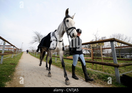 Andalusian horse (Equus przewalskii f. caballus), girl going with horse to riding stable , Germany Stock Photo