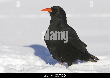 red-billed chough (Pyrrhocorax pyrrhocorax), on the ground in the snow, Morocco Stock Photo