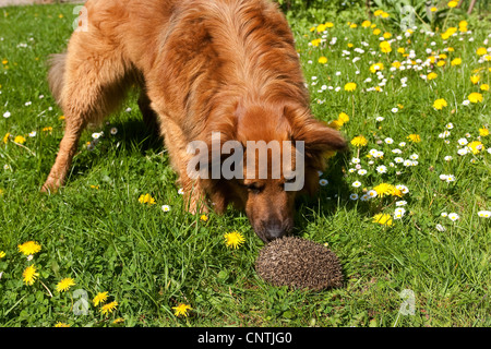 Western hedgehog, European hedgehog (Erinaceus europaeus), dog and hedgehog meeting in a meadow, Germany Stock Photo