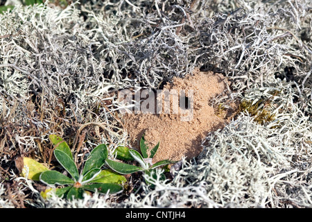 field digger wasp (Mellinus arvensis), nest on the ground made of sand among lichens, Germany Stock Photo