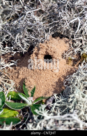 field digger wasp (Mellinus arvensis), nest on the ground made of sand among lichens, Germany Stock Photo