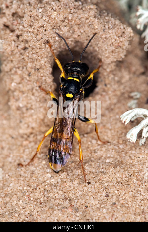 field digger wasp (Mellinus arvensis), at the entrance of the nest made of sand among lichens, Germany Stock Photo