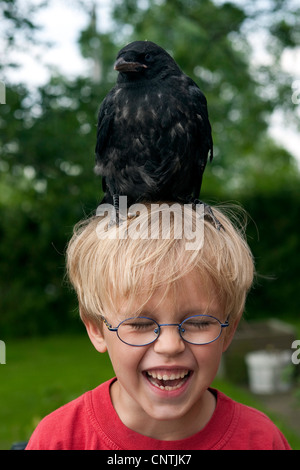 carrion crow (Corvus corone), little girl with a tame young bird sitting on his head Stock Photo