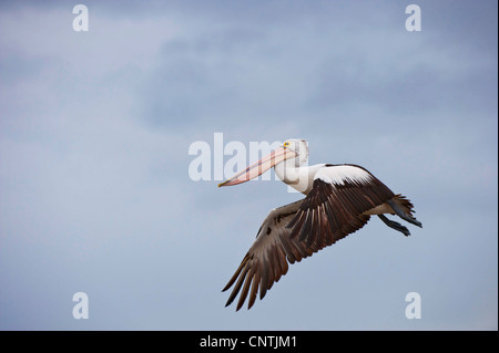 Australian pelican (Pelecanus conspicillatus), flying, Australia, Queensland, Tin Can Bay Stock Photo